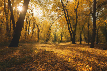 公园中金黄色的落叶高清图片