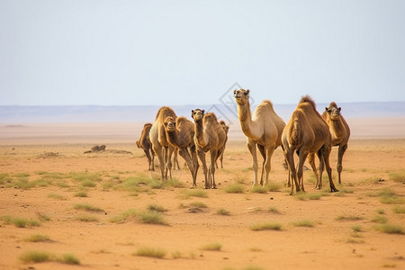 双驼峰沙漠里的骆驼背景