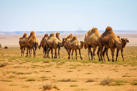 双驼峰一排骆驼背景
