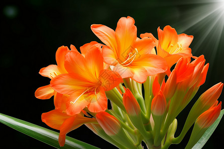 橙色的兰花图片