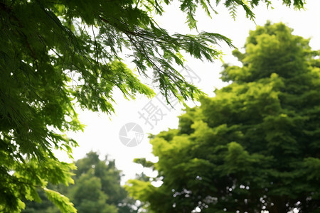 春天的绿色松树图片