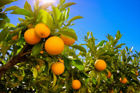 新鲜的橙子结果树枝高清图片