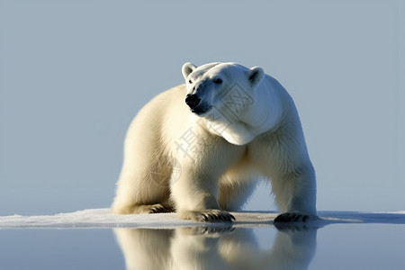户外的北极熊图片