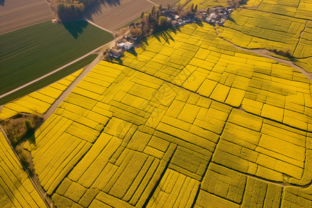 空中的农作物图片