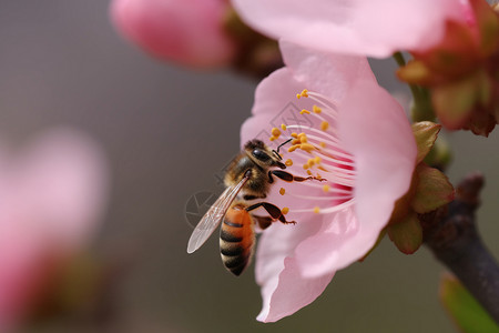 蜜蜂在采蜜图片