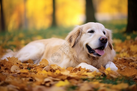 卧趴在公园草地上的狗图片