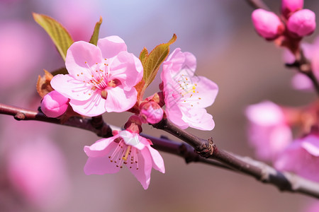 一朵朵粉色的桃花背景图片