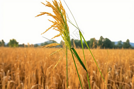 种植了水稻的农田图片