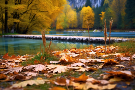 地上河枫叶落在地上背景