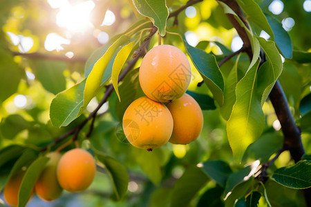 树上柑橘的特写图片