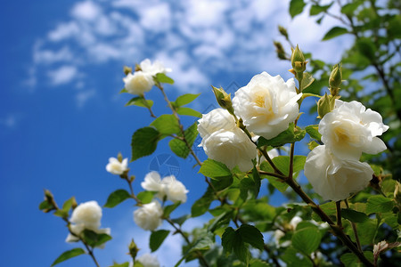 纯洁无暇的白玫瑰图片