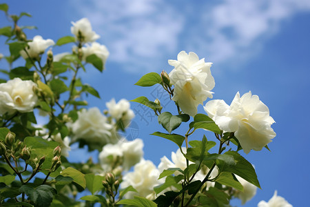一朵朵洁白的玫瑰花高清图片