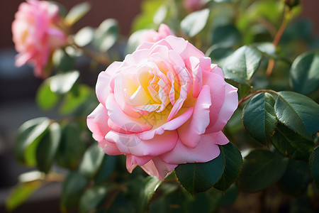 盛开的美丽的玫瑰图片