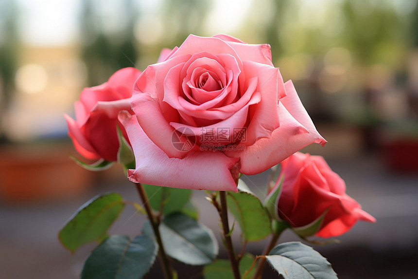 一小束美丽的玫瑰花图片