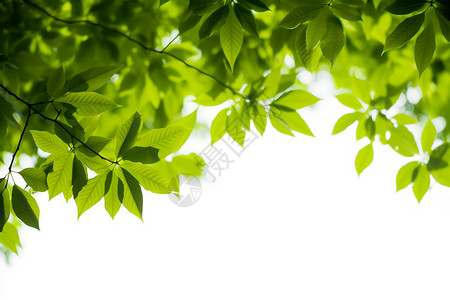 一片片嫩绿色的枝叶背景图片