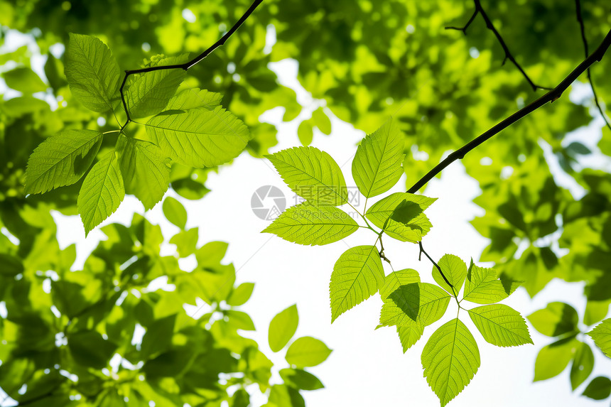一片片绿色的树叶图片
