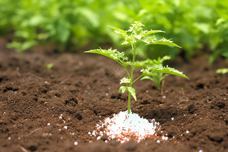 磷酸盐需要肥料的幼苗背景