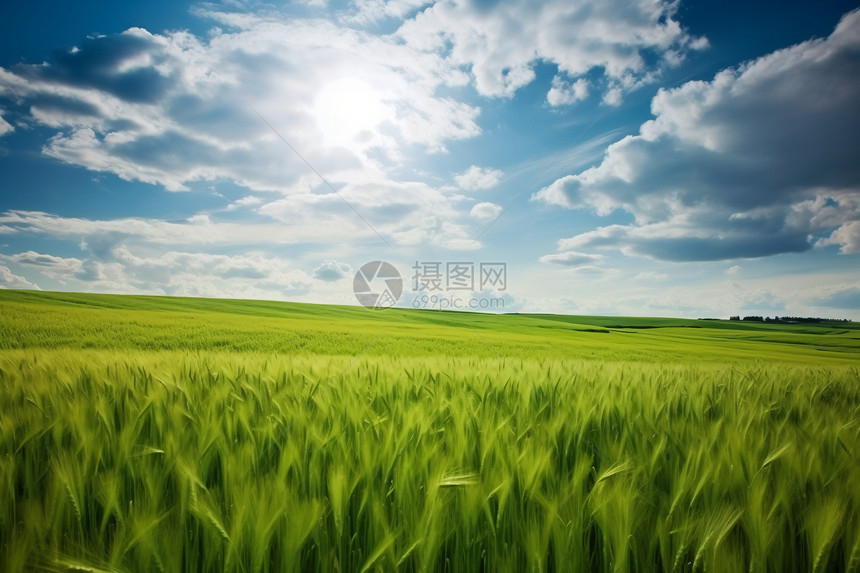 郁郁葱葱的小麦田图片