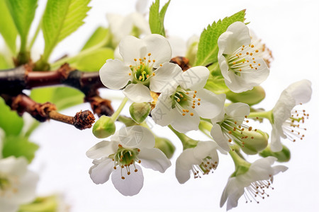 长形鲜花素材长在枝干上的樱桃花背景