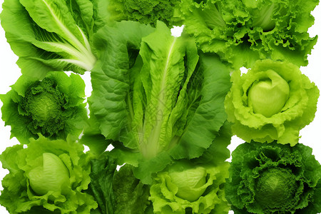 绿色健康的生菜背景图片
