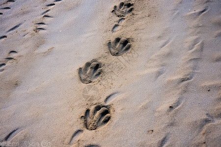 沙滩上的狗爪印图片