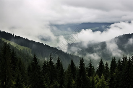 迷雾笼罩的森林景观高清图片