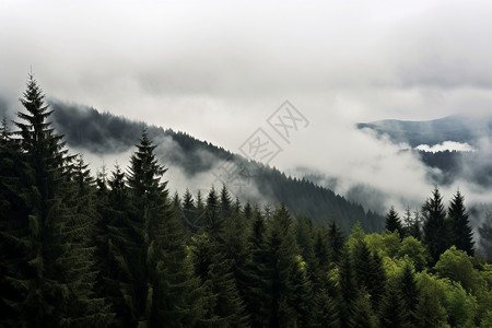 经喀尔巴阡夏季森林的美丽景观背景