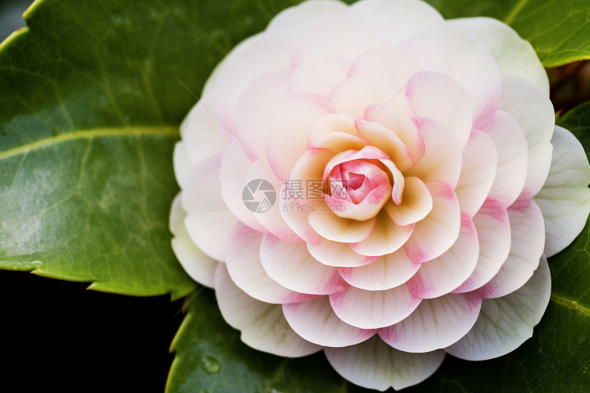 花园植物植被开花花瓣图片