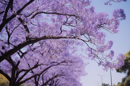 大树开花春天公园美丽紫色花园背景