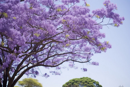 大树开花公园春天美丽紫色花园背景