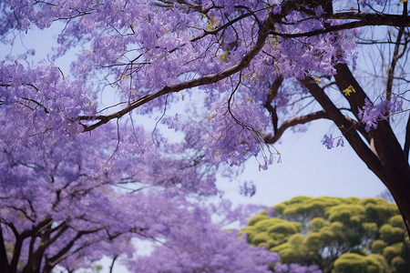大树开花公园春天紫色美丽花园背景