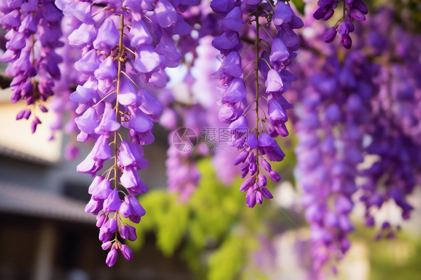 户外美丽的紫藤花朵图片