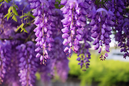 美丽的紫藤花朵图片