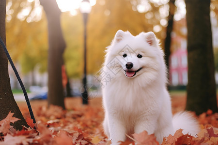 可爱的萨摩犬图片