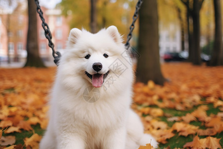 秋天草地上的萨摩犬背景图片