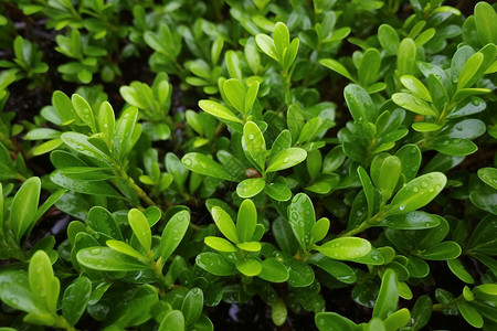 落满水滴的植物图片