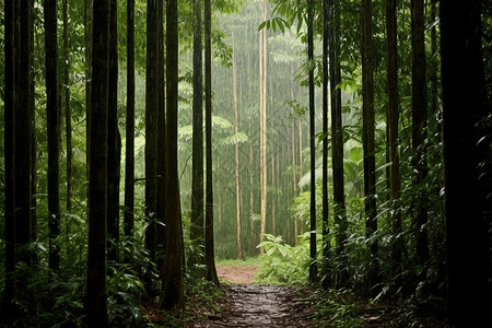 下着雨的雨林背景