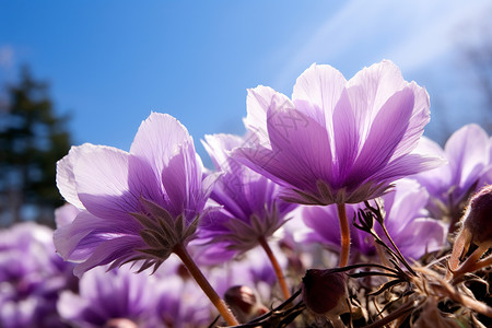 美丽紫色花朵从图片