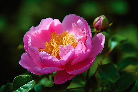 粉红色的魅力花朵背景图片