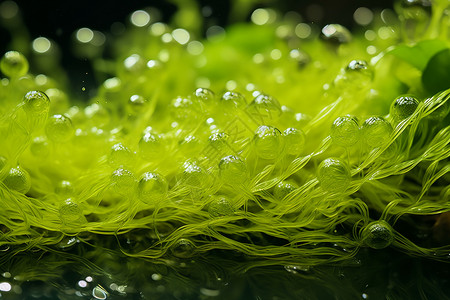 海藻植物气泡高清图片