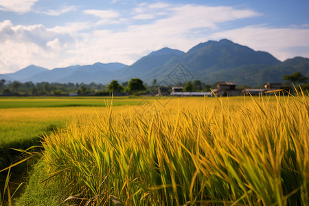一片成熟的水稻图片