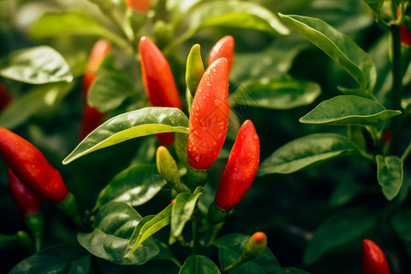 农场中种植的辣椒背景图片