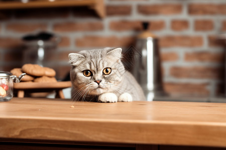 双眼素材瞪大双眼的猫猫背景