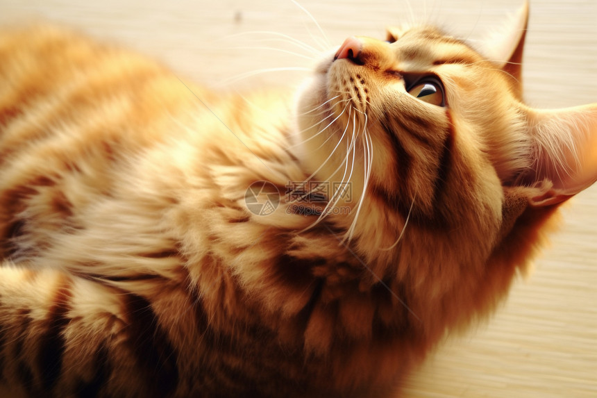 一只可爱的虎斑猫图片