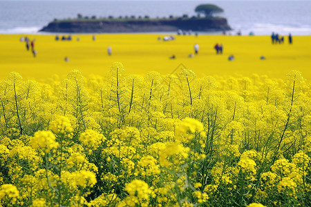 夏季农场的油菜花田图片