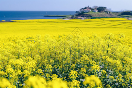 美丽的油菜花田图片