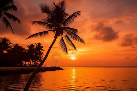 海边椰子树太阳落日的海边背景