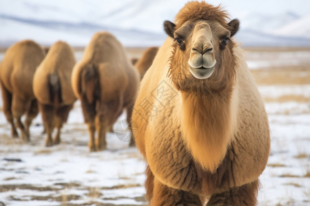 寒冷天气户外的骆驼动物背景图片