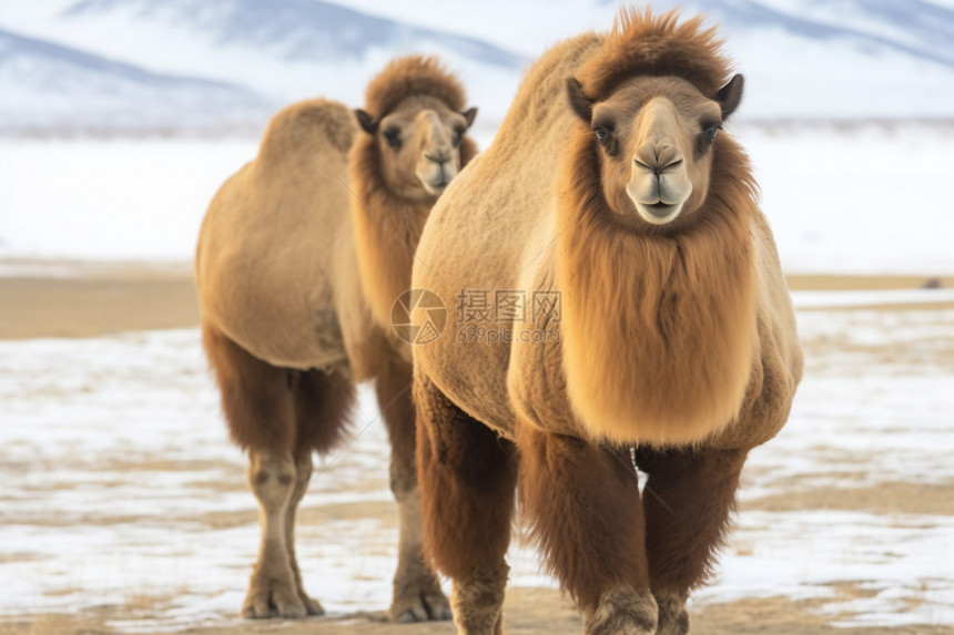 偏远地区的骆驼图片