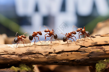 户外的蚂蚁背景图片